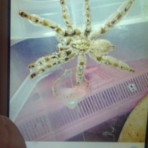 tarantulas for sale