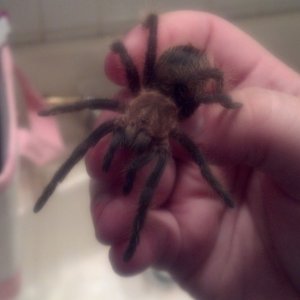 tarantulas for sale