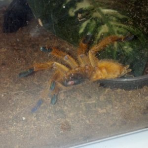 tarantulas for sale