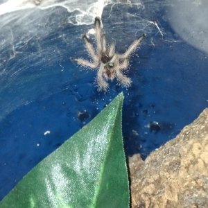 tarantulas for sale