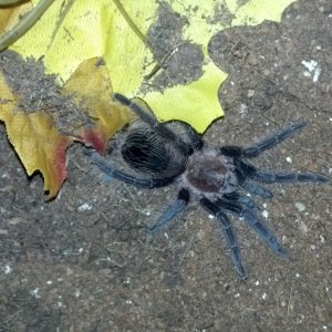 tarantulas for sale