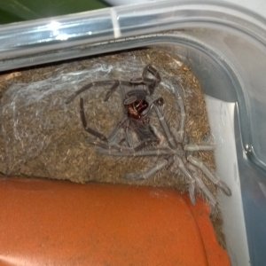 tarantulas for sale