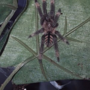 tarantulas for sale
