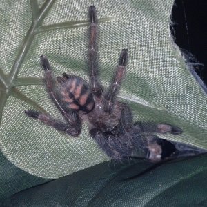 tarantulas for sale