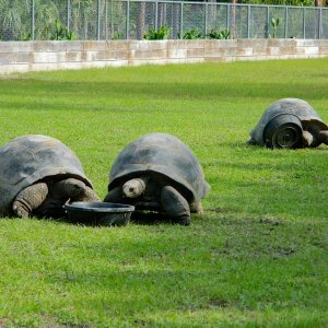 ALDABRA BREEDER