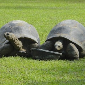 ALDABRA BREEDER