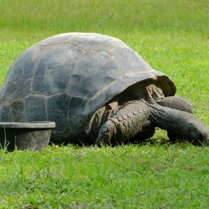 ALDABRA BREEDER