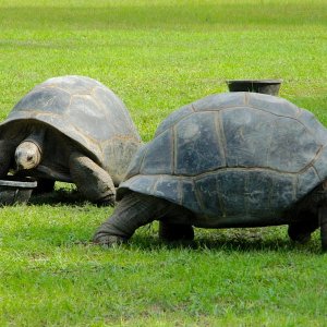 ALDABRA BREEDER