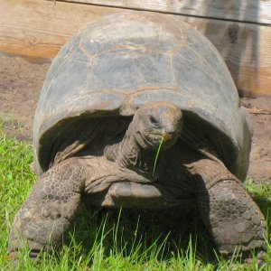 ALDABRA BREEDER