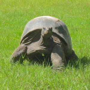 ALDABRA BREEDER
