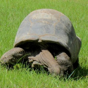 ALDABRA BREEDER