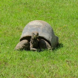 ALDABRA BREEDER