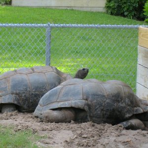 ALDABRA BREEDER