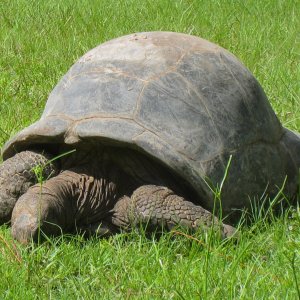 ALDABRA BREEDER