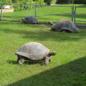 ALDABRA BREEDER