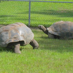 ALDABRA BREEDER