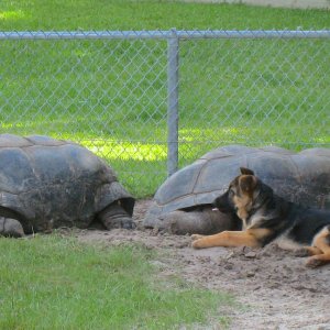 ALDABRA BREEDER