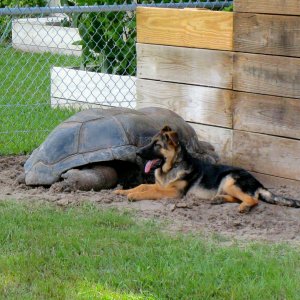 ALDABRA BREEDER