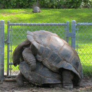 ALDABRA BREEDER