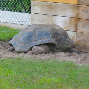 ALDABRA BREEDER