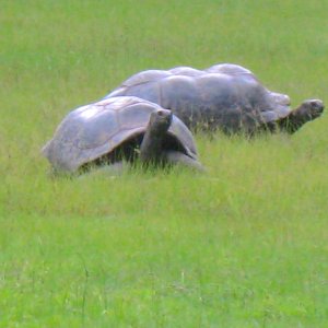 ALDABRA BREEDER