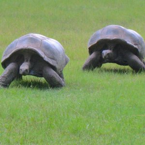 ALDABRA BREEDER