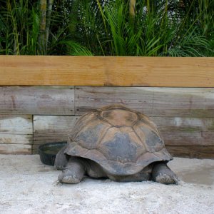 ALDABRA BREEDER