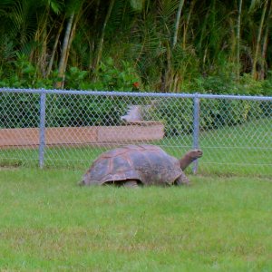 ALDABRA BREEDER