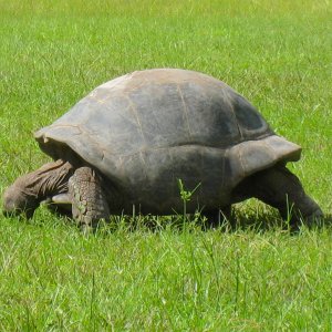 ALDABRA BREEDER
