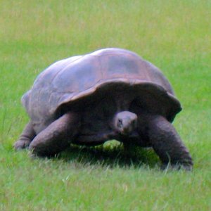 ALDABRA BREEDER