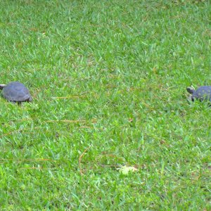 ALDABRA BREEDER
