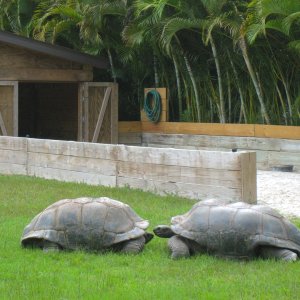 ALDABRA BREEDER