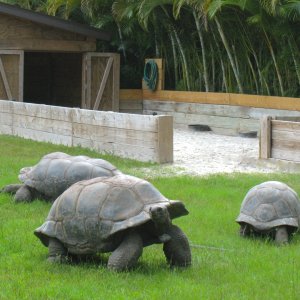 ALDABRA BREEDER