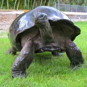 ALDABRA BREEDER