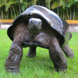 ALDABRA BREEDER