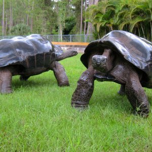 ALDABRA BREEDER