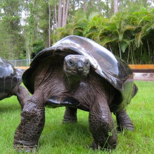 ALDABRA BREEDER
