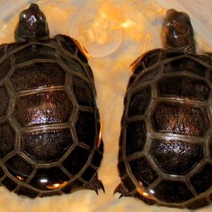 ALDABRA BREEDER