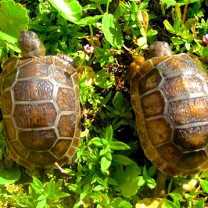 ALDABRA BREEDER
