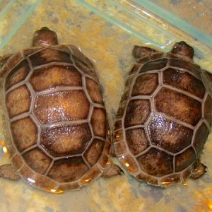 ALDABRA BREEDER