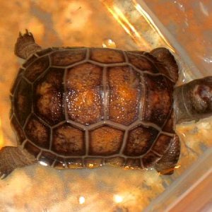 ALDABRA BREEDER