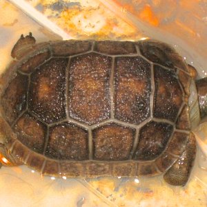 ALDABRA BREEDER