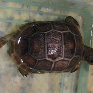 ALDABRA BREEDER