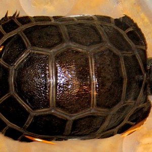 ALDABRA BREEDER