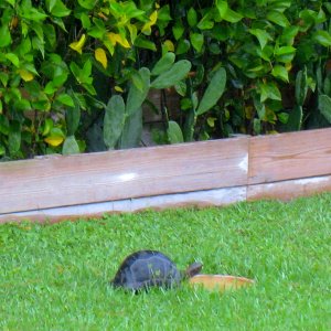 ALDABRA BREEDER