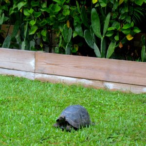 ALDABRA BREEDER