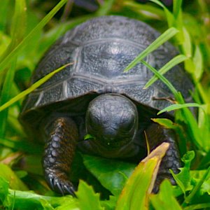 ALDABRA BREEDER