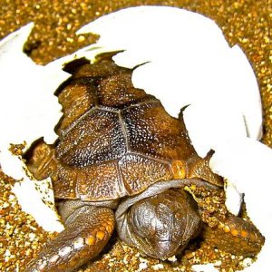ALDABRA BREEDER