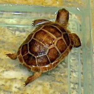 ALDABRA BREEDER