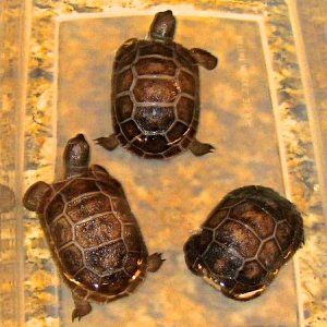 ALDABRA BREEDER